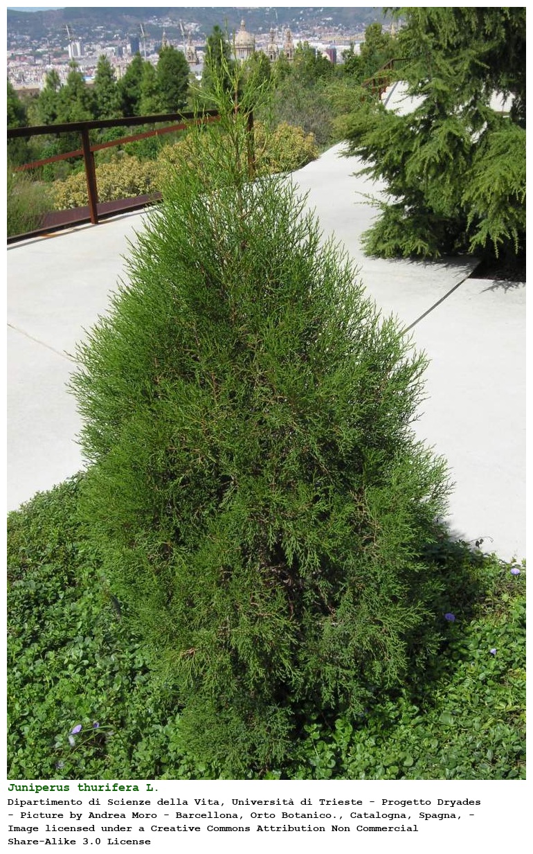 Juniperus thurifera L.